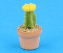 Sm8006 - Cactus
