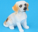 Tc0953 - Cane