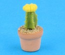 Sm4506 - Cactus