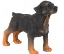 Tc1536 - Rottweiler dog