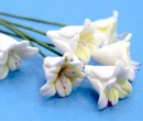 Tc0964 - Fleurs blanches