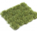 Dr30428 - Erba verde