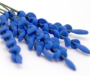 Tc0267 - Fleurs bleues 