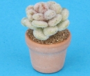 Sm4510 - Cactus