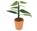 Sb0024 - Pot with plant