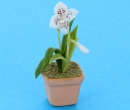 Sm8101 - Vaso con orchidea