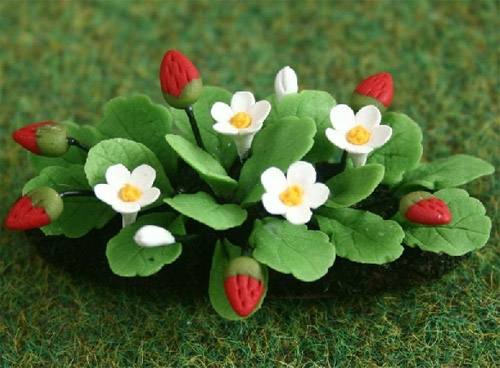 Tc0567 - Planter avec des fraises